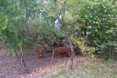 4.mangalita-4
