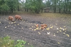 5.mangalita-5