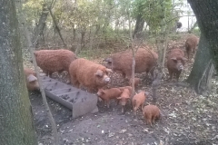 6.mangalita-6